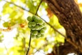 Small bunch of green grapes in the vine Royalty Free Stock Photo