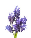 Small bunch of Muscari isolated on white background. Grape Hyacinth. Selective focus