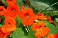 Small bunch of orange nasturtium flowers with green leaves in the garden