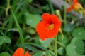 Small bunch of orange nasturtium flowers with green leaves in the garden