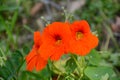 Small bunch of orange nasturtium flowers with green leaves in the garden