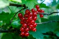 Small bunch of red currant berries growing on the branch of a bush Royalty Free Stock Photo