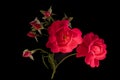 A small bunch Red Roses