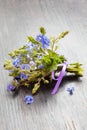 Small bunch of veronica germander flowers