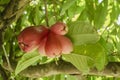 Unripe Otaheite Apples Bunch Suspended By Stem