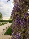 Small bunches of purple flowers