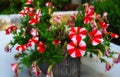 A small bundle of beautiful red and white flowers