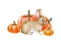 Small bunny with pumpkins. Watercolor illustration. Hand drawn autumn farm harvest image. Cute bunny with orange ripe