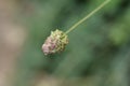 Small burnet