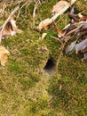 A small burrow hidden under a fluffy layer of moss in the forest. Royalty Free Stock Photo