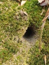 A small burrow hidden under a fluffy layer of moss in the forest. Royalty Free Stock Photo