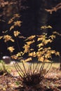 small bush in autumn park