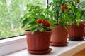 Small bush of balcony cherry tomatos in brown pots on white windowsill