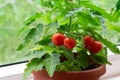 Small bush of balcony cherry tomatos in brown pots on white windowsill Royalty Free Stock Photo