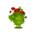 Small bush with beautiful bright red roses. Green shrub with blooming flowers. Garden plant. Flat vector icon