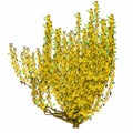 Small bush blooming with yellow flowers - 3D render