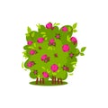 Small bush with bright pink roses. Garden plant. Green shrub with beautiful flowers. Flat vector design