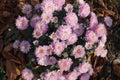 Small bush of Chrysanthemum with lots of pink flowers