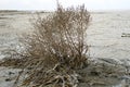 A small Bush covered with white salt crystals on the surface of a dry white salt lake with cracks Royalty Free Stock Photo