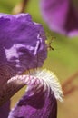 Small Bush Cricket Katydid on Purple Iris Royalty Free Stock Photo