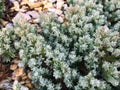 A small bush of a decorative evergreen plant on the needles.