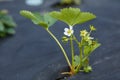 A small bush flowering strawberries on non-woven material