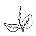 Small bush of grass hand drawn doodle. Sketch plantain leaves and flower. Black outline plant for postcard poster design element.