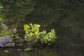 Small bush in water`s edge