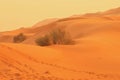 A small bush and human footprints in the vast desert f Royalty Free Stock Photo
