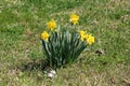 Small bush made of Narcissus or Daffodil perennial herbaceous bulbiferous flowering plants with fully open yellow flowers