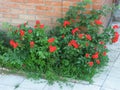 A small bush with orange little flowers of roses in the yard Royalty Free Stock Photo