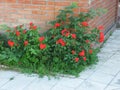 A small bush with orange little flowers of roses in the yard Royalty Free Stock Photo