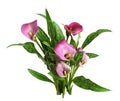 Small bush with pink flowers and green leaves of Zantedeschia calla isolated