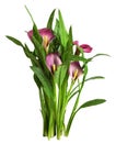 Small bush with pink flowers and green leaves of Zantedeschia calla isolated