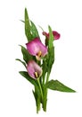 Small bush with pink flowers and green leaves of Zantedeschia (calla) isolated