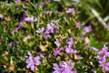 Small bush of purple flowers with an angel bee pollinating its flowers