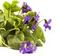 Small bush of purple violets Royalty Free Stock Photo