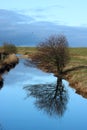 Small bush and reflection in dyke, November day Royalty Free Stock Photo