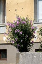 Small bush shaped Hibiscus syriacus plant filled with blooming violet and dark red trumpet shaped flowers growing in front of