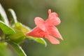 Small Bush Violet Orange Flower