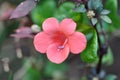 Small bush violet pretty pink flower direct view