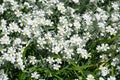 Small Bush of White Snow-in-summer Flowers with white star-like tiny petals Royalty Free Stock Photo