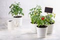 Small bushes of cherry tomatoes grows in a flower pot. Home cultivated potted tomatoes on white background. Gardening concept