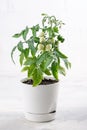 Small bushes of cherry tomatoes grows in a flower pot. Home cultivated potted tomatoes on white background. Gardening concept