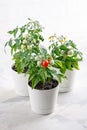 Small bushes of cherry tomatoes grows in a flower pot. Home cultivated potted tomatoes on white background. Gardening concept