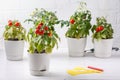 Small bushes of cherry tomatoes grows in a flower pot. Home cultivated potted tomatoes on white background. Gardening concept