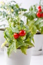 Small bushes of cherry tomatoes grows in a flower pot. Home cultivated potted tomatoes on white background. Gardening concept