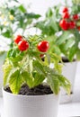 Small bushes of cherry tomatoes grows in a flower pot. Home cultivated potted tomatoes on white background. Gardening concept