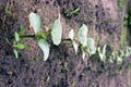 Small bushes of cucumber sprouts in the garden in the ground Royalty Free Stock Photo