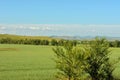 Small bushes in front of a field of green rye on a high hillside on a summer morning Royalty Free Stock Photo